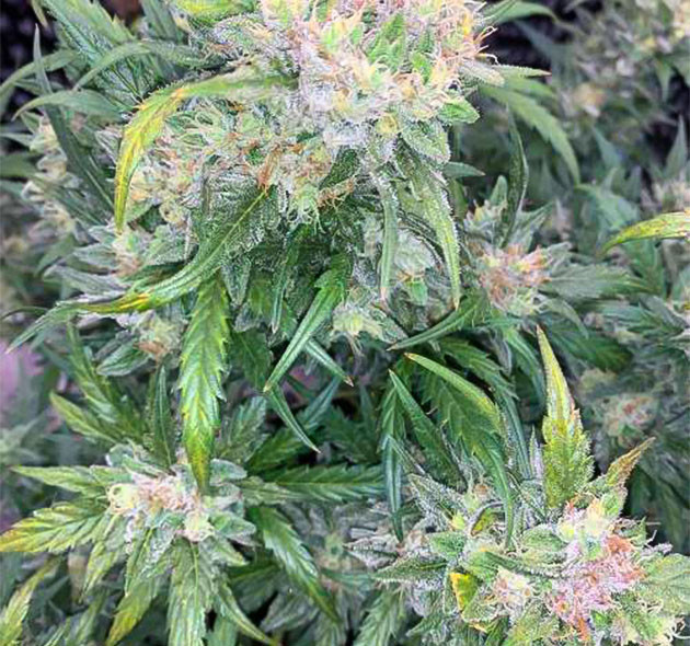 Auto Mokum’s Tulip: оранжевые стигмы и плотные соцветия