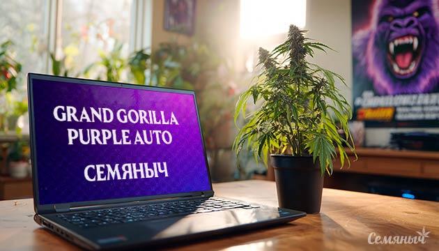 Выращивание сорта марихуаны Grand Gorilla Purple Auto от сидбанка Семяныч Гроурепорт сорта Grand Gorilla Purple Auto от сидбанка Семяныч