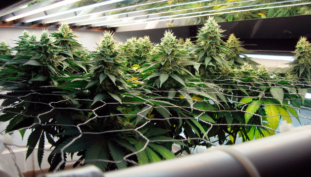 Цветение марихуаны
