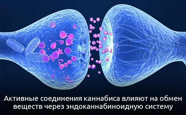 Марихуана и метаболизм: научные открытия Как активные компоненты каннабиса ускоряют обмен веществ