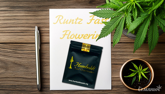 Введение в процесс выращивания Runtz Fast Flowering