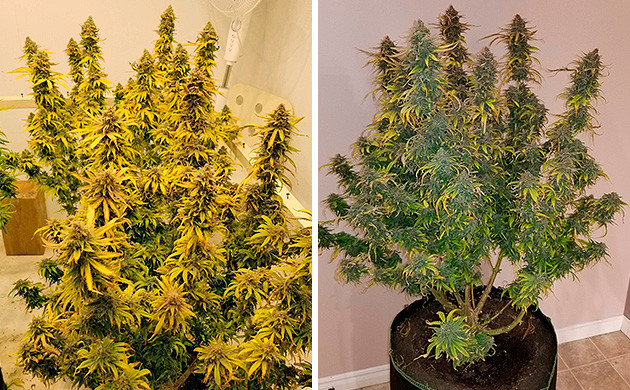Amherst Sour Diesel полностью созревшие кусты конопли