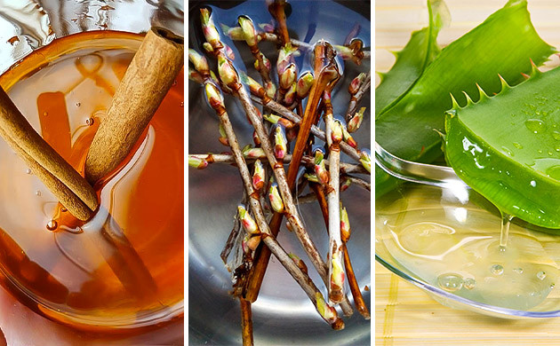 Использование меда и корицы, ивы и алоэ