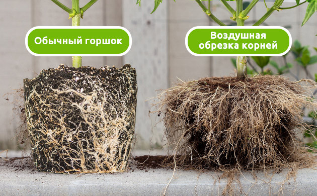 Разница между воздушной обрезкой и развитием в ограниченном пространстве