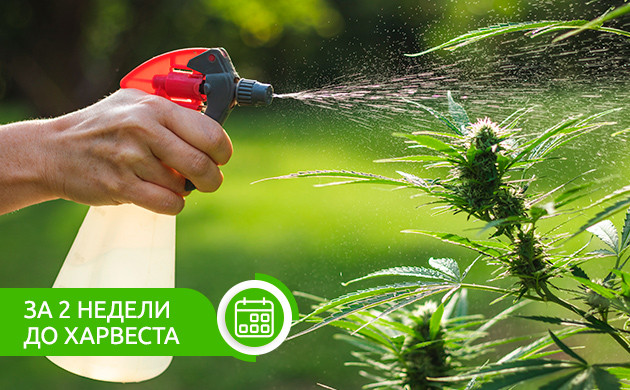 Промывка перед харвестом Промывка за 2 недели до харвеста