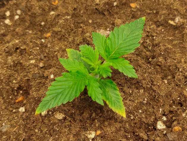 Химический ожог каннабиса 2 неделя роста конопли