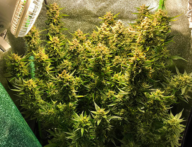 Созревший куст каннабиса