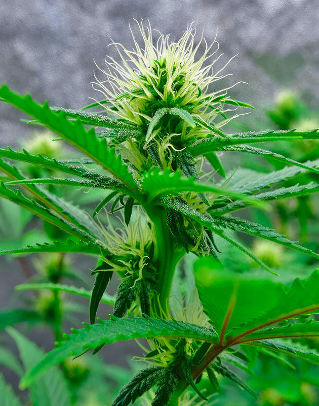Верхушка каннабиса с первыми блестящими трихомами