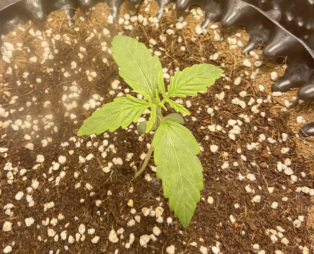 Росток Wedding Cake Auto на первой неделе выращивания