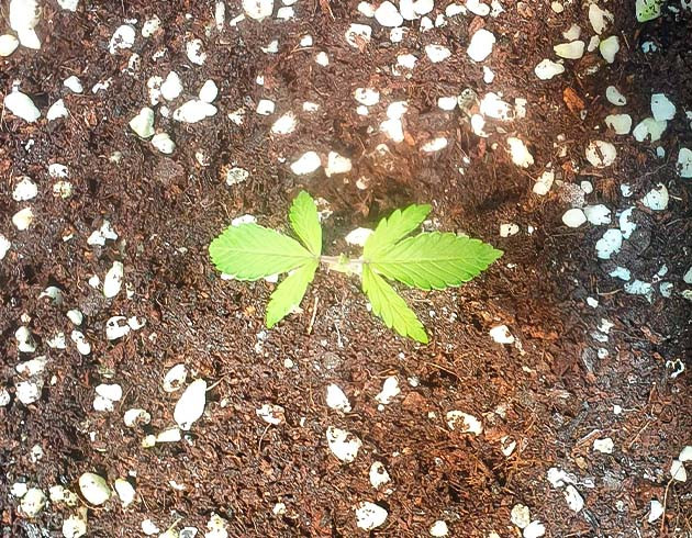 Zkittlez Auto дневник по выращиванию