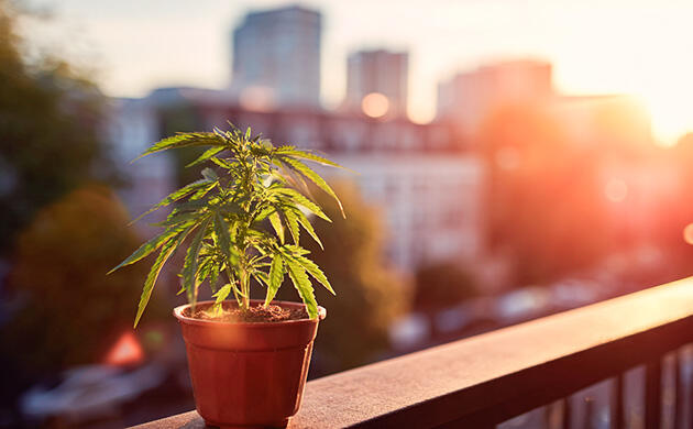 Выращивание каннабиса на балконе: удобство и ограничения