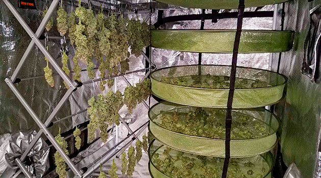 Харвест LSD от сидбанка Семяныч