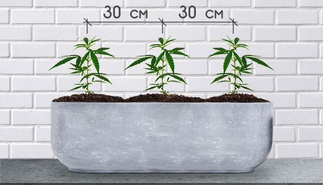 Сажать растения на расстоянии 30 см