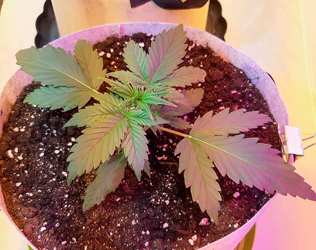 Первый полив конопли Растишка Zkittlez Auto от сидбанка Семяныч на 2 неделе