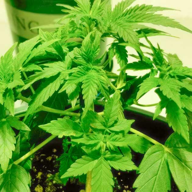 Конопля на 4 неделе роста