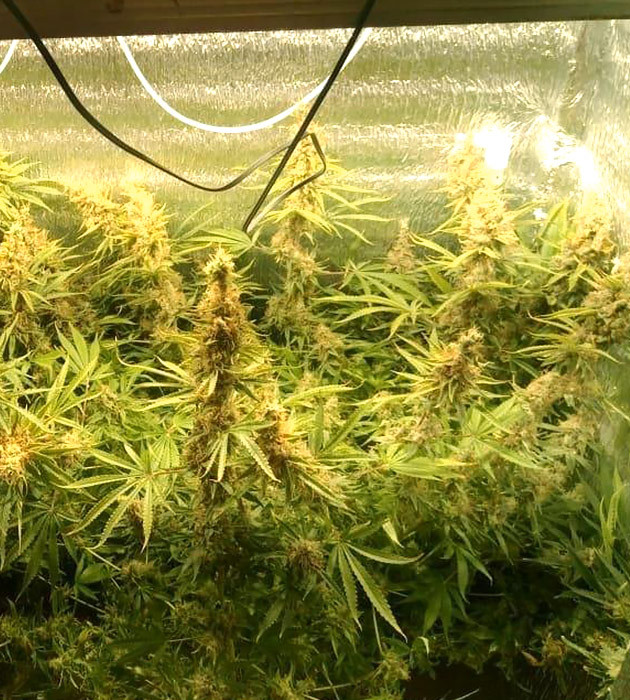 Растение перед харвестом Созревший Super Lemon Haze