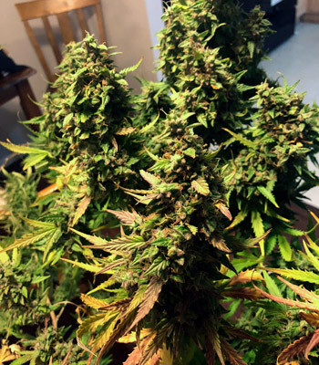 Срезанные колы марихуаны Scout Cookies auto