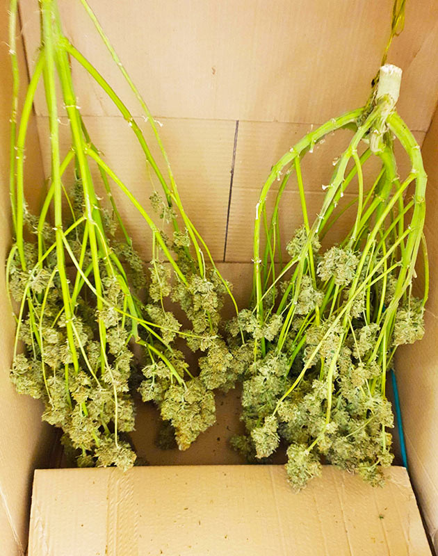 Сбор урожая кустов № 2 и № 3 Сушка двух кустов в картонной коробке