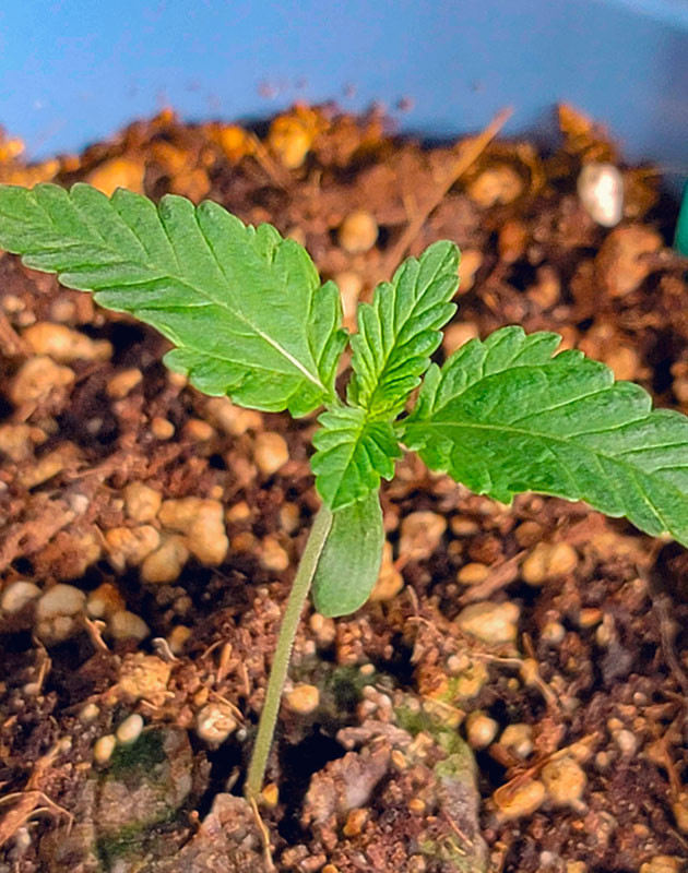 Проращивание семян DDoS #33 Подготовка к посадке DDoS #33