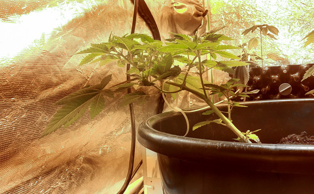 Подгибание стебля