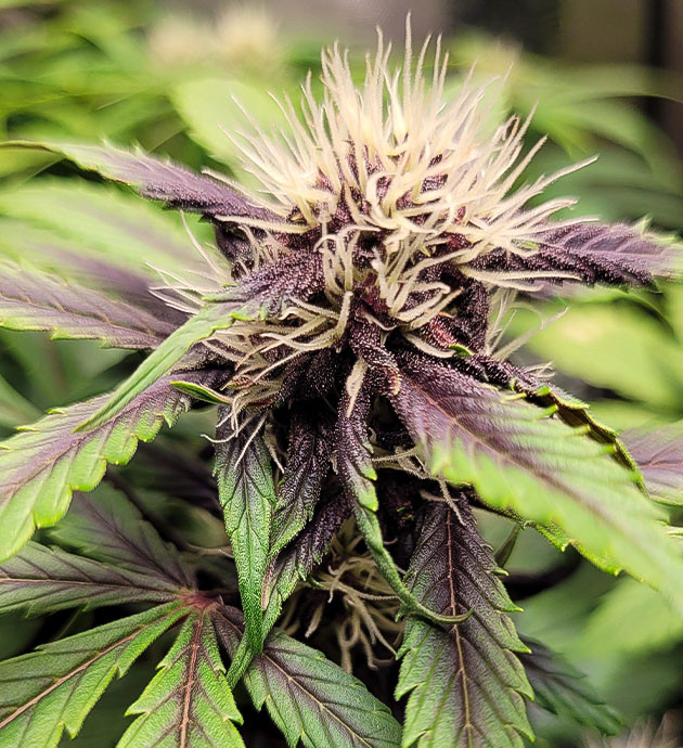 Начало цветения сорта конопли Purple Lemonade Auto Цитрусовый аромат сорта Purple Lemonade Auto