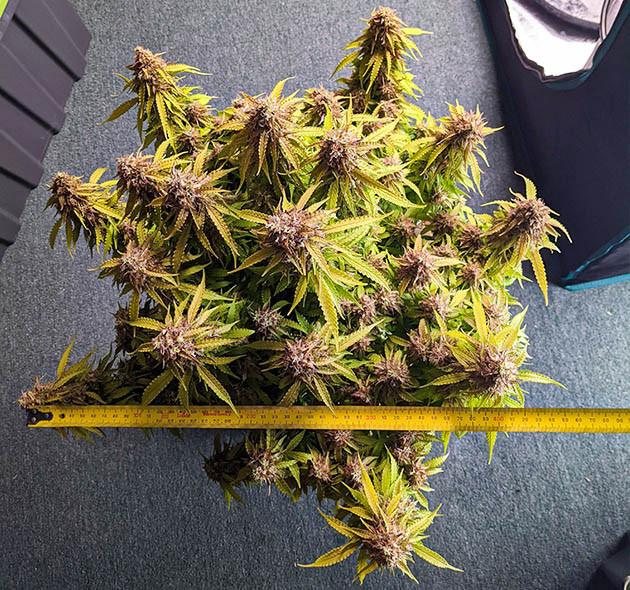 Измерение диаметра куста