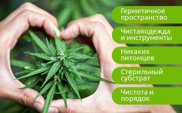 Как защитить куст от вредителей Способы предотвращения появления вредителей