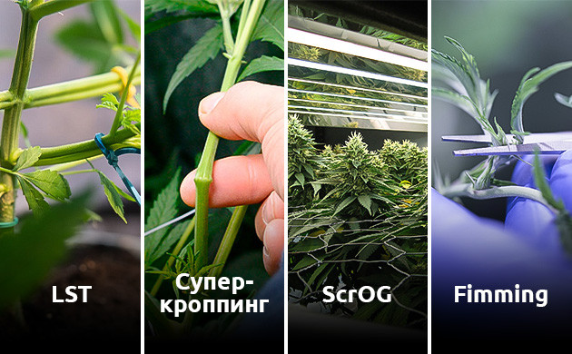 Техники ScrOG и LST для повышения урожая автоцветов Тренировки для повышения урожая автоцветов