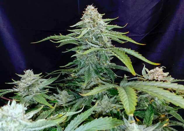 Зрелые соцветия конопли с высоким уровнем смолы