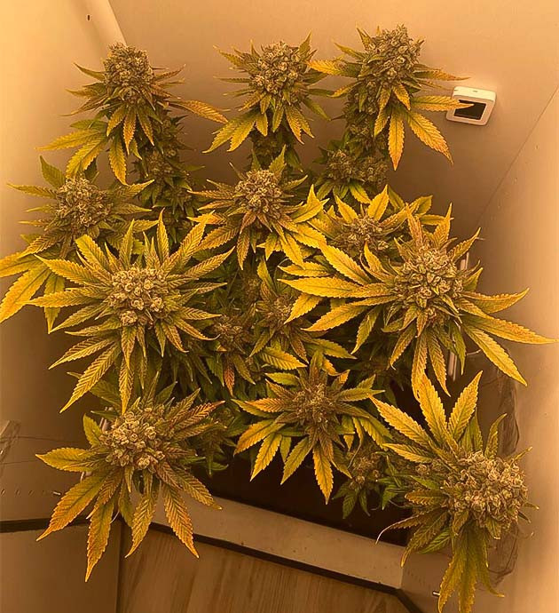 Куст Dos-Vi-Dos fem на последних неделях выращивания