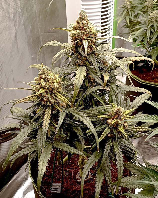 Промывка марихуаны Куст White Widow Auto от FastBuds на 9 неделе