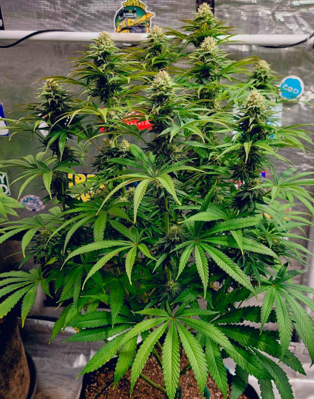 Плодотворный первый месяц цветения DDoS #33 Развитие соцветий DDoS #33