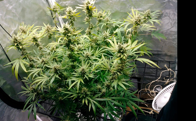 Куст Eleven Roses перед харвестом