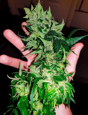 Соцветие Orange Sherbet Auto Срезанная шишка