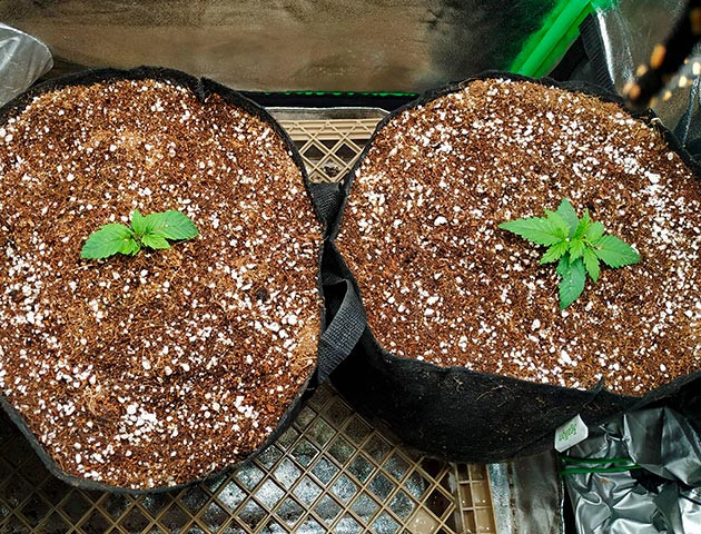 2 ростка Gelato от Семяныча