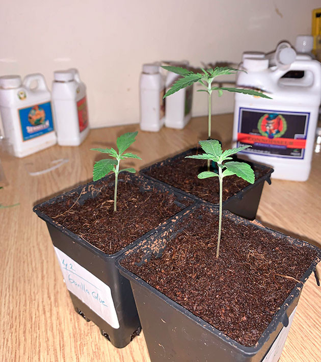 Увеличение дозировки удобрений Ростки Gorilla Auto от сидбанка Семяныч на 2 неделе