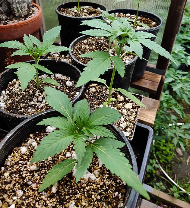 Выращивание Wedding Gelato при естественном освещении Состав субстрата для выращивания