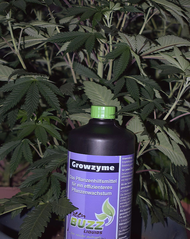 Недели 4-5 гроурепорта Bruce Banner #3 Тренировка LST и обновление питательной линейки