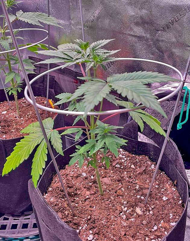 Пересадка в горшок и подготовка к тренировкам Растишка White Wedding RBX от Ethos Genetics ростом 27 см