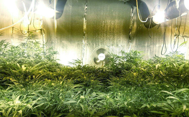 Разница в росте между кустами