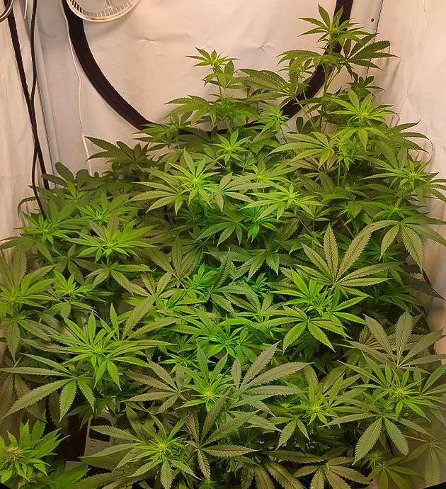 Переход в фазу цветения