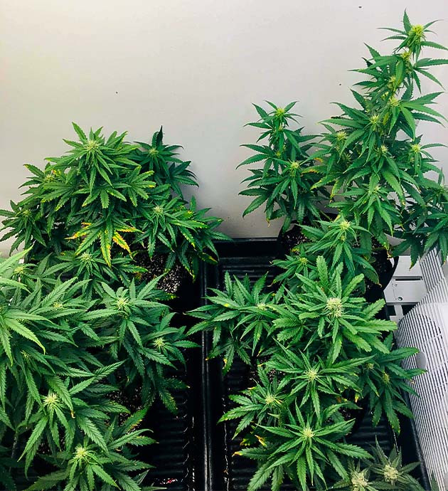 Конопля с желтыми пятнами на листьях