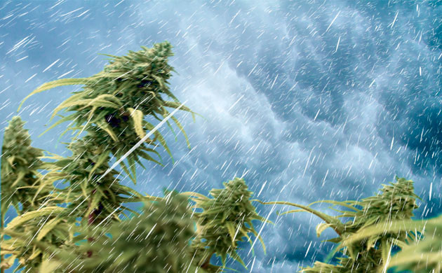 Как защитить каннабис от ветра