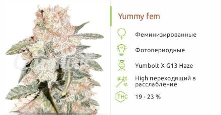 Yummy fem (Resin Seeds)