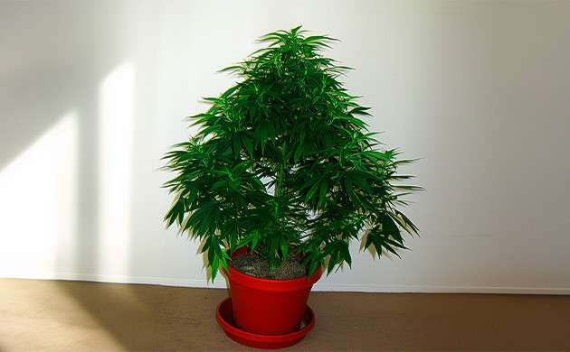 Пример тренировки конопли в технике лоллипоппинга