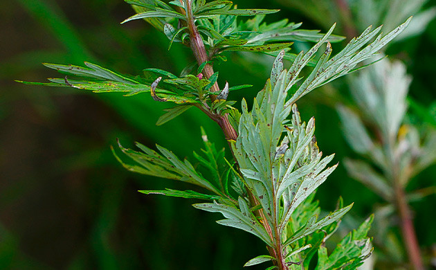 Усиливает когнитивные функции и способствует развитию осознанных сновидений Полынь обыкновенная
