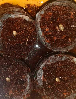 Семена в кокосовых таблетках