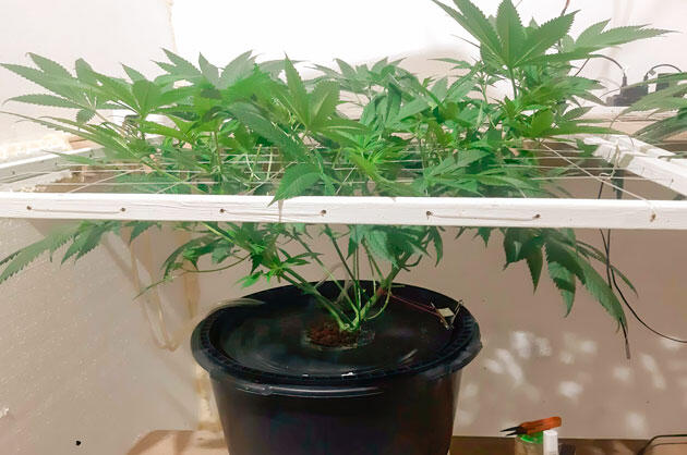 Конопля под сеткой ScrOG