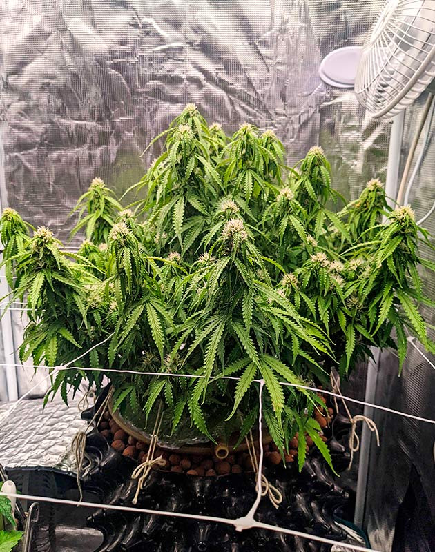 Подготовка куста Gorilla Glue Auto к цветению