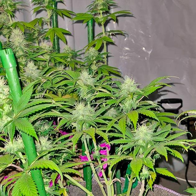 Куст White Wedding RBX на стадии цветения